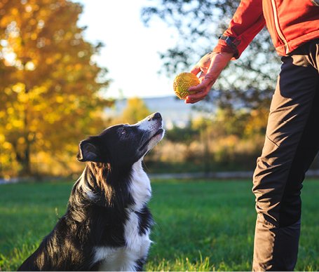 Dog-Park-Oshawa-Slider-Image